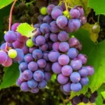 bracchetto-aqui-piemonte-uva