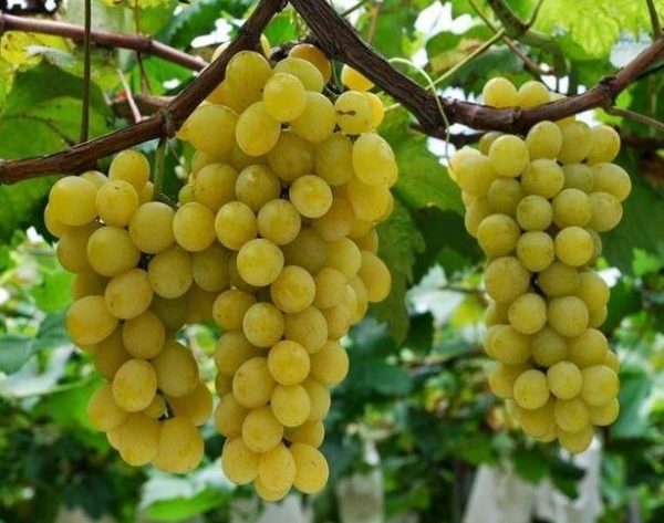 grape-moscato_ white