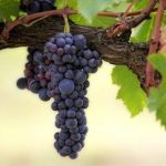 grape-vine-wine-red-Carema