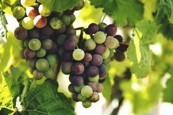 grape-wine Alta Langa