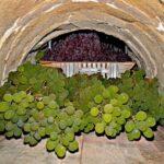 Storage of grapes in the cellar stoccaggio uva in cantina