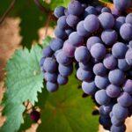 red grape variety - aglianico