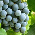 albana vitigno