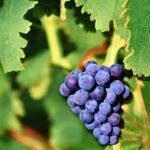 malattie del vino grape diseases and insect pests
