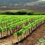 sistema di coltivazione a cordone speronato della vite spurred cordon vine cultivation system